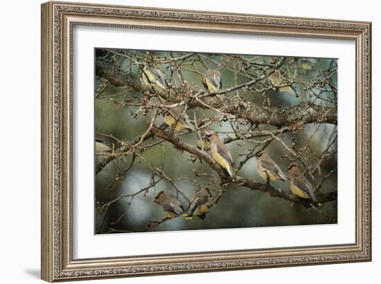 Family Reunion Cedar Wax Wings-Jai Johnson-Framed Giclee Print