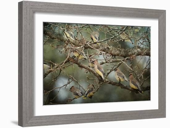 Family Reunion Cedar Wax Wings-Jai Johnson-Framed Giclee Print