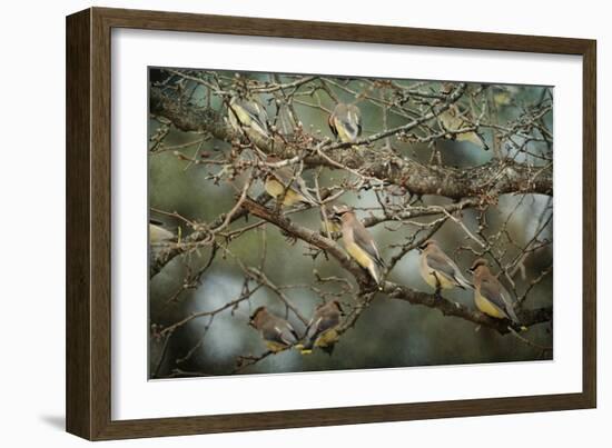 Family Reunion Cedar Wax Wings-Jai Johnson-Framed Giclee Print