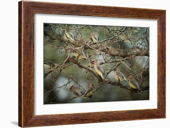 Family Reunion Cedar Wax Wings-Jai Johnson-Framed Giclee Print