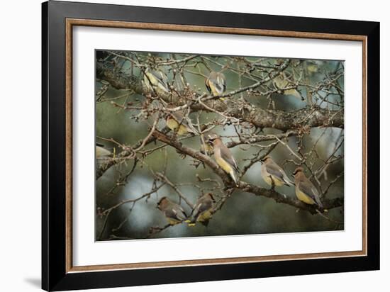 Family Reunion Cedar Wax Wings-Jai Johnson-Framed Giclee Print