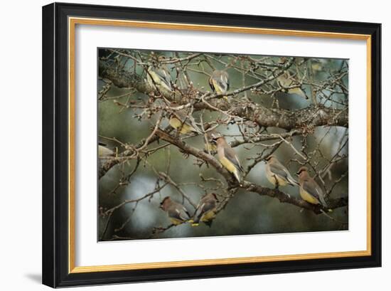 Family Reunion Cedar Wax Wings-Jai Johnson-Framed Giclee Print