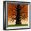 Family Tree-Mark Ulriksen-Framed Art Print