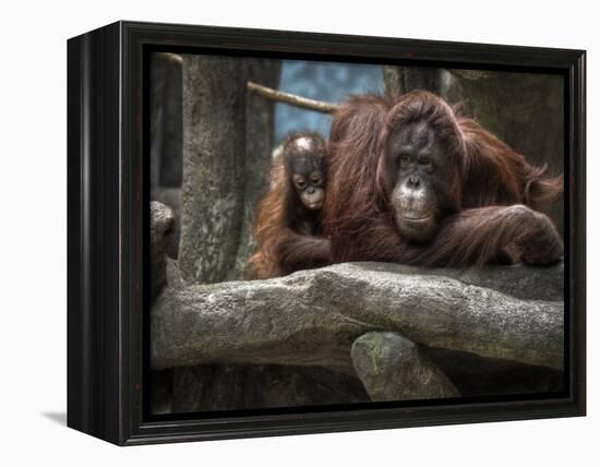 Family-Stephen Arens-Framed Premier Image Canvas