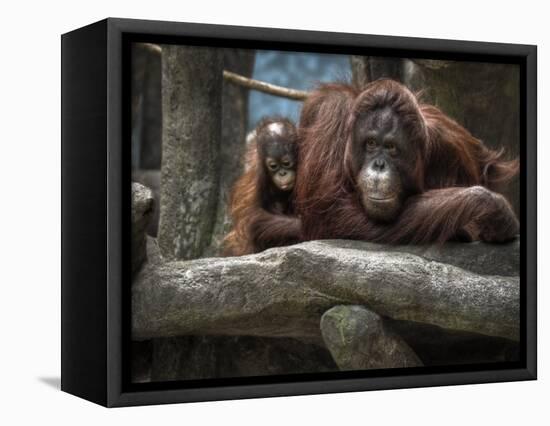 Family-Stephen Arens-Framed Premier Image Canvas