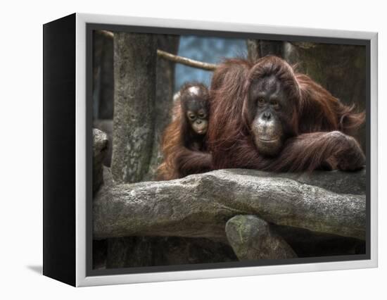 Family-Stephen Arens-Framed Premier Image Canvas