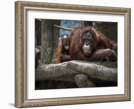 Family-Stephen Arens-Framed Photographic Print