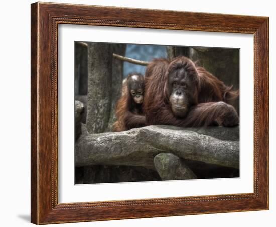 Family-Stephen Arens-Framed Photographic Print