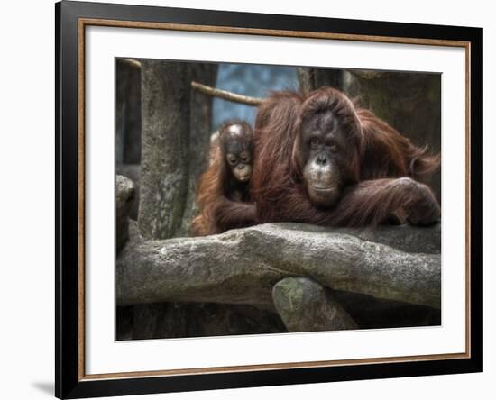 Family-Stephen Arens-Framed Photographic Print