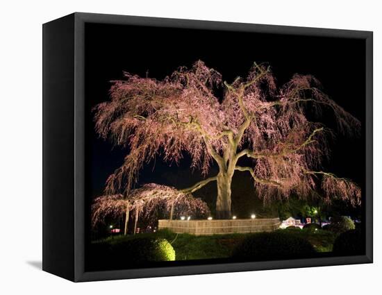 Famous Giant Weeping Cherry Tree in Blossom and Illuminated at Night, Maruyama Park, Kyoto, Honshu-Gavin Hellier-Framed Premier Image Canvas