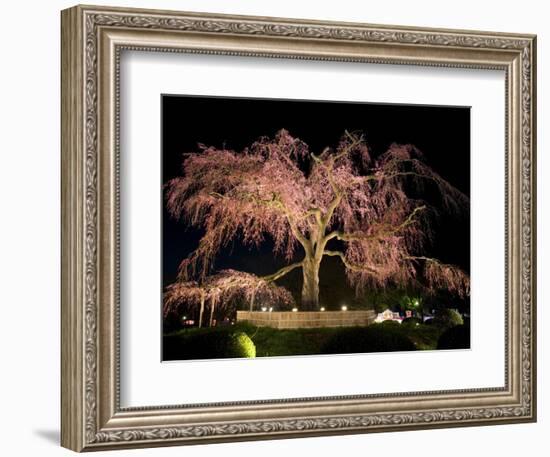 Famous Giant Weeping Cherry Tree in Blossom and Illuminated at Night, Maruyama Park, Kyoto, Honshu-Gavin Hellier-Framed Photographic Print