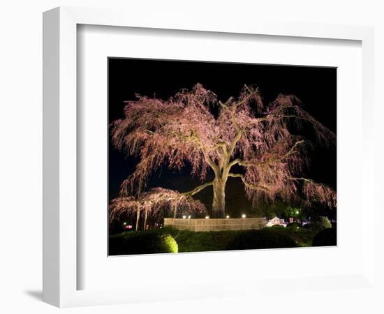 Famous Giant Weeping Cherry Tree in Blossom and Illuminated at Night, Maruyama Park, Kyoto, Honshu-Gavin Hellier-Framed Photographic Print