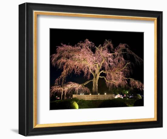 Famous Giant Weeping Cherry Tree in Blossom and Illuminated at Night, Maruyama Park, Kyoto, Honshu-Gavin Hellier-Framed Photographic Print