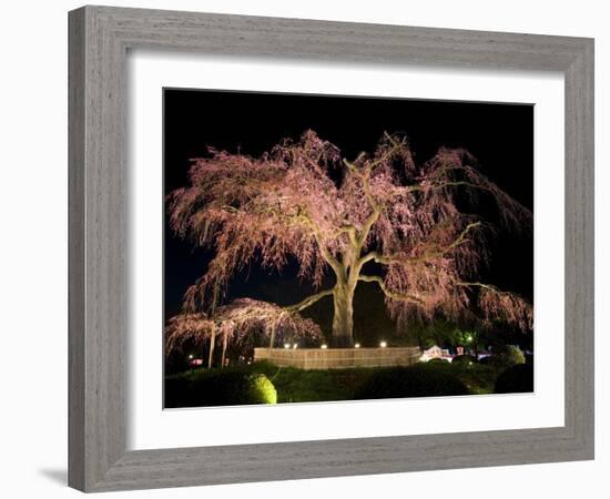 Famous Giant Weeping Cherry Tree in Blossom and Illuminated at Night, Maruyama Park, Kyoto, Honshu-Gavin Hellier-Framed Photographic Print