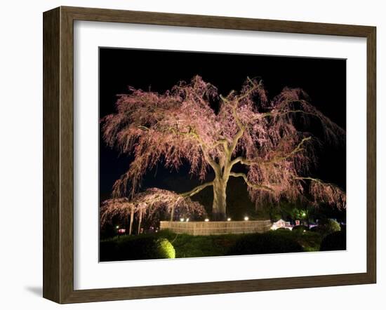 Famous Giant Weeping Cherry Tree in Blossom and Illuminated at Night, Maruyama Park, Kyoto, Honshu-Gavin Hellier-Framed Photographic Print