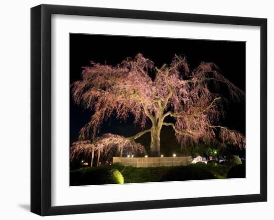 Famous Giant Weeping Cherry Tree in Blossom and Illuminated at Night, Maruyama Park, Kyoto, Honshu-Gavin Hellier-Framed Photographic Print