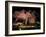 Famous Giant Weeping Cherry Tree in Blossom and Illuminated at Night, Maruyama Park, Kyoto, Honshu-Gavin Hellier-Framed Photographic Print