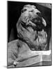 Famous Stone Lion at Front Entrance of the New York Public Library-Alfred Eisenstaedt-Mounted Photographic Print