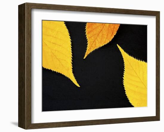 Famously Yellow-Doug Chinnery-Framed Photographic Print