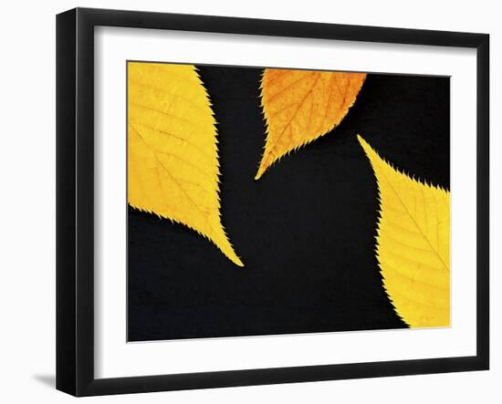 Famously Yellow-Doug Chinnery-Framed Photographic Print