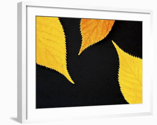 Famously Yellow-Doug Chinnery-Framed Photographic Print