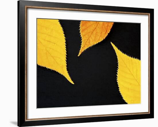 Famously Yellow-Doug Chinnery-Framed Photographic Print