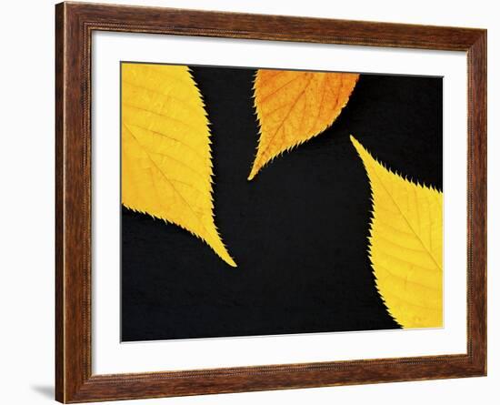 Famously Yellow-Doug Chinnery-Framed Photographic Print