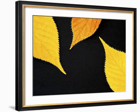 Famously Yellow-Doug Chinnery-Framed Photographic Print