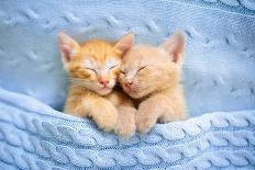 Baby Cat Sleeping. Ginger Kitten on Couch under Knitted Blanket. Two Cats Cuddling and Hugging. Dom-FamVeld-Photographic Print