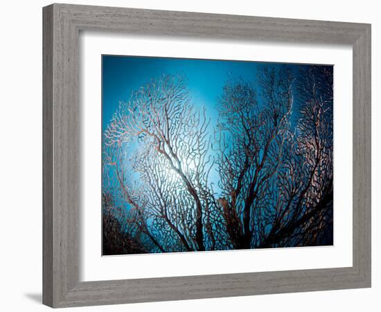 Fan Coral and Sunburst, St. Lucia, West Indies, Caribbean, Central America-Lisa Collins-Framed Photographic Print