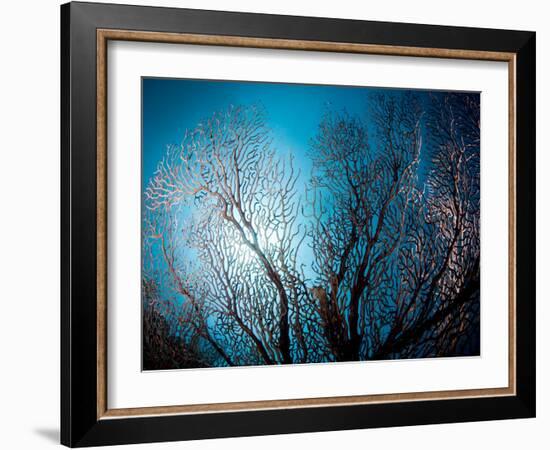 Fan Coral and Sunburst, St. Lucia, West Indies, Caribbean, Central America-Lisa Collins-Framed Photographic Print