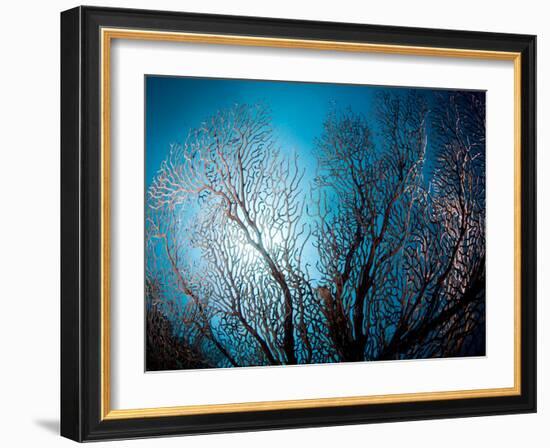 Fan Coral and Sunburst, St. Lucia, West Indies, Caribbean, Central America-Lisa Collins-Framed Photographic Print