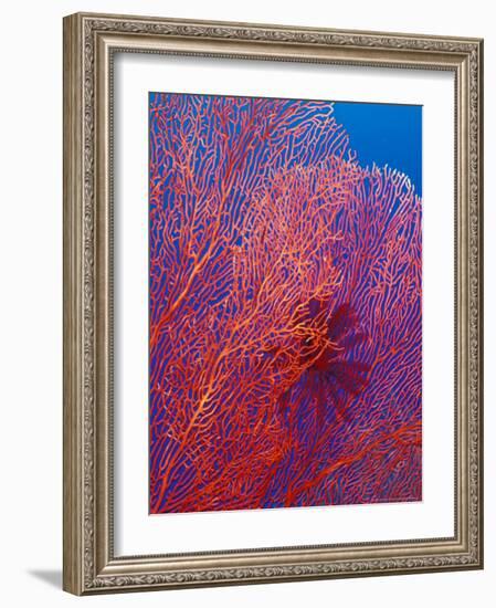 Fan Coral, West New Britain, Papua New Guinea-Michele Westmorland-Framed Photographic Print