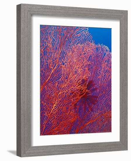 Fan Coral, West New Britain, Papua New Guinea-Michele Westmorland-Framed Photographic Print