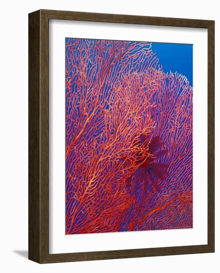 Fan Coral, West New Britain, Papua New Guinea-Michele Westmorland-Framed Photographic Print