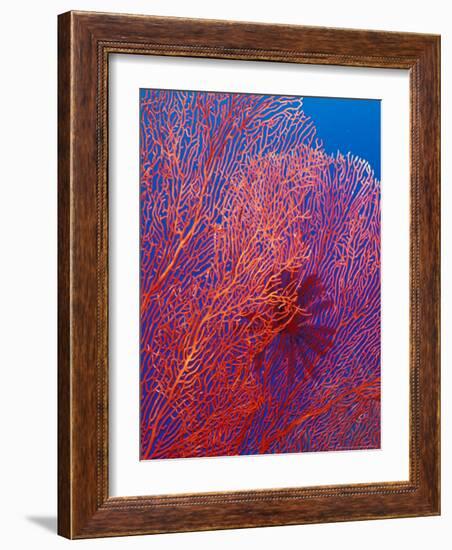 Fan Coral, West New Britain, Papua New Guinea-Michele Westmorland-Framed Photographic Print