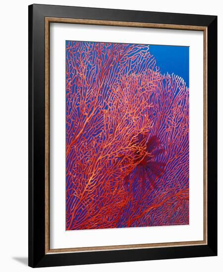 Fan Coral, West New Britain, Papua New Guinea-Michele Westmorland-Framed Photographic Print