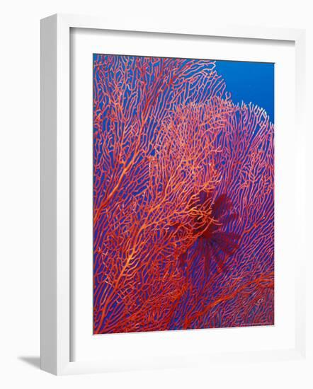 Fan Coral, West New Britain, Papua New Guinea-Michele Westmorland-Framed Photographic Print