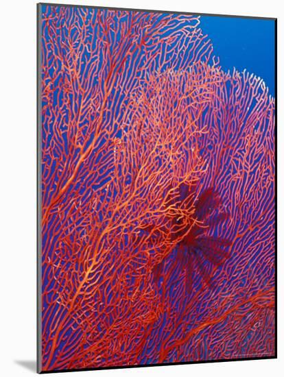 Fan Coral, West New Britain, Papua New Guinea-Michele Westmorland-Mounted Photographic Print