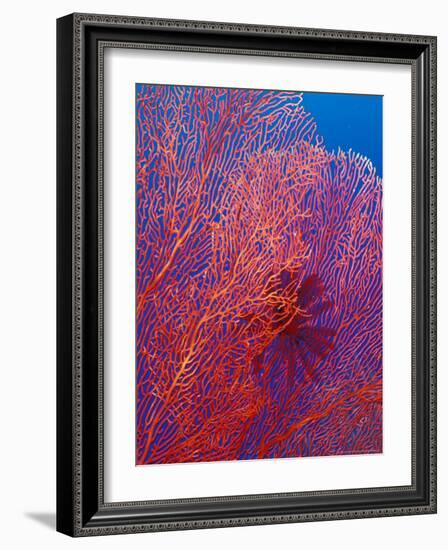 Fan Coral, West New Britain, Papua New Guinea-Michele Westmorland-Framed Photographic Print