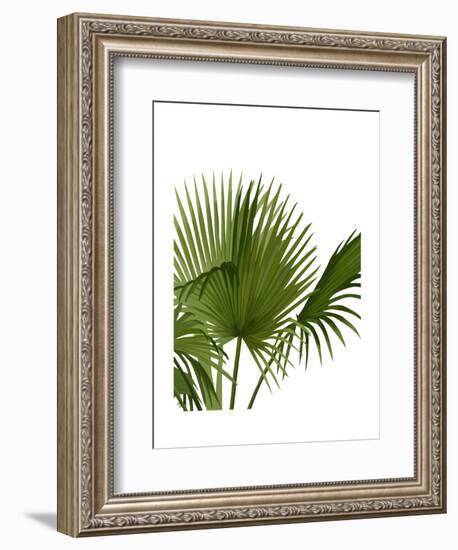 Fan Palm 1, Green on White-Fab Funky-Framed Art Print