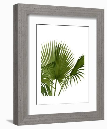 Fan Palm 1, Green on White-Fab Funky-Framed Art Print