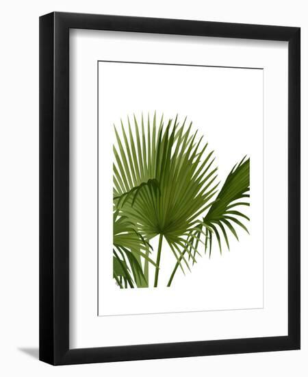 Fan Palm 1, Green on White-Fab Funky-Framed Art Print