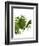 Fan Palm 1, Green on White-Fab Funky-Framed Art Print