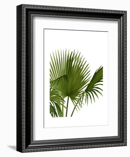 Fan Palm 1, Green on White-Fab Funky-Framed Art Print