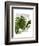 Fan Palm 1, Green on White-Fab Funky-Framed Art Print