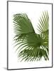 Fan Palm 2, Green on White-Fab Funky-Mounted Art Print