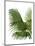 Fan Palm 2, Green on White-Fab Funky-Mounted Art Print