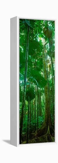 Fan Palm Trees in a Forest, Daintree National Park, Queensland, Australia-null-Framed Stretched Canvas