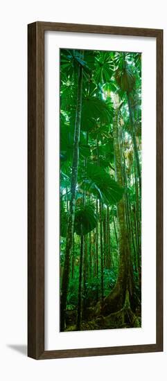 Fan Palm Trees in a Forest, Daintree National Park, Queensland, Australia-null-Framed Photographic Print